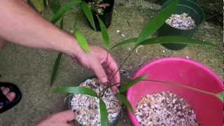 How to Repot a Cycad [upl. by Babbette240]