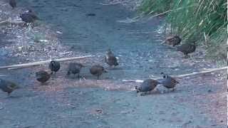 Large Covey of California Quail in the wild [upl. by Gierc]