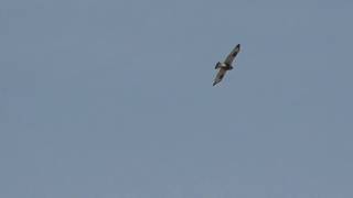 Roughlegged Hawk In Hovering Flight [upl. by Rosenzweig]