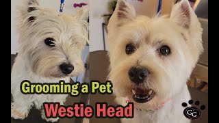 Grooming a Pet Westie Head with Tipped Ears  West Highland White Terrier Groom  Ginas Grooming [upl. by Namra]