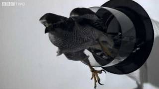 Goshawk Flies Through Tiny Spaces in SloMo  The Animals Guide to Britain Episode 3  BBC Two [upl. by Leeke71]