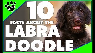 Top 10 Facts About Labradoodles Doodle Dogs 101 [upl. by Adnorahs]