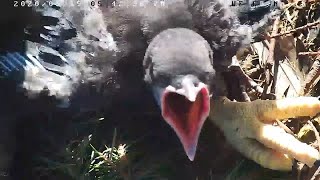 Crows trying to rescue baby crow from Bald Eagle nest [upl. by Enellek]