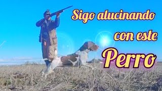 UNA CAZA DIFERENTE CONEJOS EN BOCAS CON PERRO ll  POLIVALENCIA PACHON NAVARRO [upl. by Eitsud980]