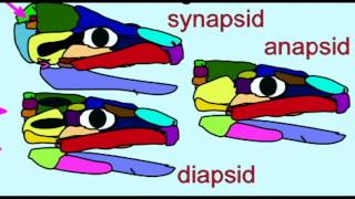 PL2 FOSSIL REPTILES ANAPSIDS DIAPSIDS SYNAPSIDS [upl. by Nilyak87]