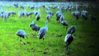 Sandhill Crane Migration at Jasper Pulaski State Park Indiana [upl. by Shields]