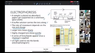 ELECTROPHORESIS CAIE CAMBRIDGE 9701 CHEMISTRY A LEVELS [upl. by Aretina]