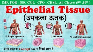 Epithelial Tissue उपकला ऊतक in hindi Type of Epithelial Tissue  ssc campus [upl. by Auhsaj]