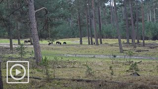 LIVESTREAM  Het Nationale Park De Hoge Veluwe [upl. by Reinold]