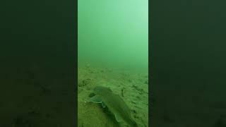 Quick Look Under the Pier at Alamitos Bay Marina CorbinaHalibutYellowfin CroakerStingrayShark [upl. by Simaj47]