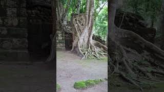 Howler Monkeys Calakmul Ruins Mexico [upl. by Pawsner]