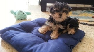 2 month old Morkie puppies playing [upl. by Narcissus615]