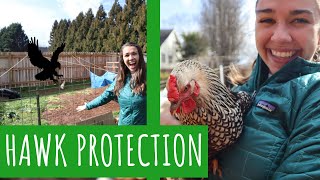 How to Protect Chickens from Hawks Easiest NO DIG ORGANIC Garden System [upl. by Leavelle922]