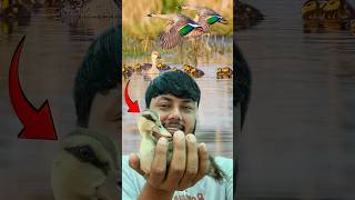 Part 1  বন্য মেটেহাঁসের বাচ্চা উদ্ধার করেছি  Wild ducklings rescue ornofpets [upl. by Dnomsaj]