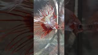 RED COPPER CROWNTAIL BETTA🐠🐲splendens [upl. by Marika420]