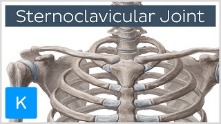 Sternoclavicular Joint  Location amp Movements  Human Anatomy  Kenhub [upl. by Notsej]