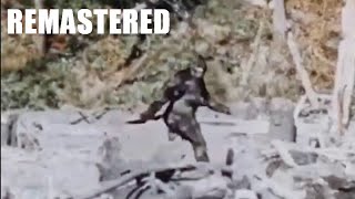 New Remastered HD Version of the Patterson Gimlin Film COMPLETE Bigfoot Sasquatch Yeti [upl. by Plusch]