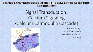 Signal Transduction Calcium Signaling [upl. by Amat424]