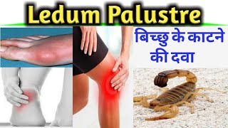 Ledum Pal II Ledum Palustre II Ledum Pal Homeopathic Medicine II Ledum Palustre Homeopathy [upl. by Constancy]