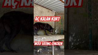 Wolf eating chicken ￼ yemeğini paylaşmayan kurt wolfdog wolf alfakurt animals [upl. by Neelyam]