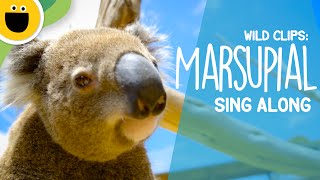 Marsupial SingAlong  Wild Clips Sesame Studios [upl. by Pammi]