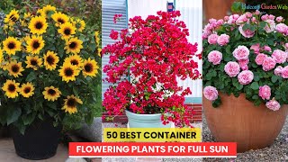 50 BEST CONTAINER FLOWERING PLANTS FOR FULL SUN [upl. by Lorrad499]