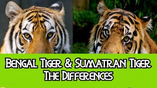 All Types Of Tiger  All Living SubSpecies Of Tigers [upl. by Evaleen113]