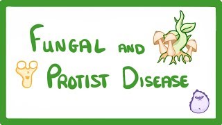 GCSE Biology  How A Mushroom Can Kill You  Fungal and Protist Disease 35 [upl. by Lletniuq]