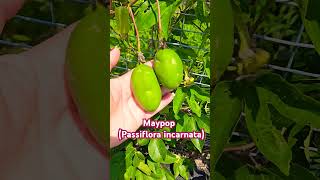 Maypop flower prettiest and unique flower maypop passionfruit tropical fruit winterhardy [upl. by Wiatt120]