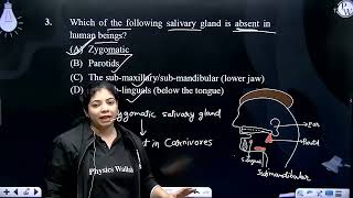 Which of the following salivary gland is absent in human beings [upl. by Gaulin]