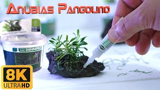 Anubias Nana  Step By Step Anubias Nana Pangolino Preperation For Planted Aquarium [upl. by Egin]