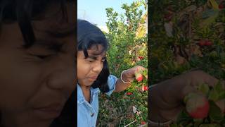 Cherries harvesting in our farm செர்ரி பழம்trendingreels ytshorts lexiechellam1333channel [upl. by Coady282]