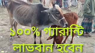 ১০০ গ্যারান্টি লাভবান হবেন এরকম গরু কিনলে [upl. by Begga146]