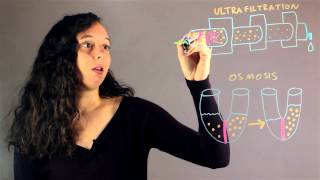 Explain the Difference Between Ultrafiltration amp Osmosis  Chemistry Rundown [upl. by Gleason]