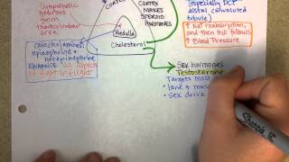 Adrenal Gland Hormones  Cushings Disease Explained [upl. by Hocker]