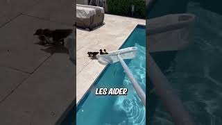 Elle a aidé une Famille de CANARDS  😍😍 [upl. by Aniger]