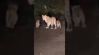 Leopard Spotted Roaming the Streets of Almora [upl. by Mazman]