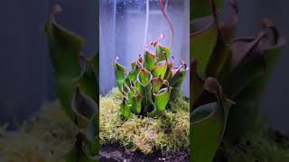 Heliamphora Bograrium carnivorousplants [upl. by Ikkiv536]