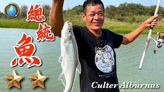 野味33集  總統魚  糖醋 蒸破布子  Culter alburnus  萍哥Pinger [upl. by Skipper]