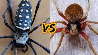 Samon VS Golden orb Weaver Spider  unang kagat stroke agad 😱 [upl. by Hui828]