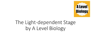 The Lightdependent Stage  Photosynthesis  A Level Biology [upl. by Kat424]