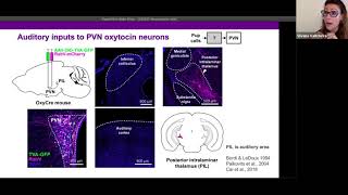 Talk Hypothalamic Oxytocin Neurons Respond to Infant Vocalizations via Noncanonical Auditory Pathw… [upl. by Nnyleuqcaj]