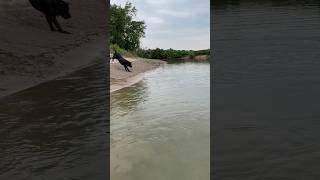 Labrador jumping into Kaskaskia River [upl. by Florentia]