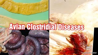 Clostridial Diseases In Poultry كولستريديا الدواجن [upl. by Selimah]