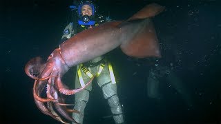 Red Devil Squid BITES diver  Deadly 60  Earth Unplugged [upl. by Eidac]