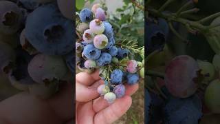 Délice dÉté  Tarte Myrtille amp Amande Facile et Savoureuse asmr food cake satisfying tarte [upl. by Anilosi]