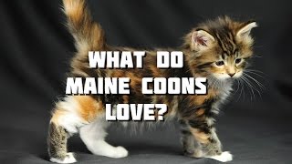 Maine Coon Cat Video  What do Maine Coons Love [upl. by Ahsinor]