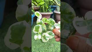 How to propagate NJoy Pothos in water pothosplant shorts yutobedaliy creativity [upl. by Erdnassak]