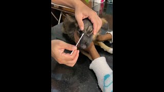 parvo virus case on puppy and treatment [upl. by Isahella]