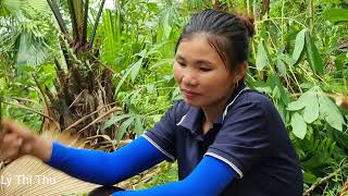 Harvesting coconut worms in the forest to sell at the market  The couples daily work  Lý Thị Thu [upl. by Helas134]